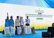 Celios Peringatkan Risiko Inpres Swasembada Pangan: Inflasi Meningkat, UMKM Terkikis, APBN Terbebani