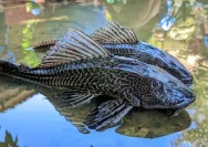 Ikan Sapu-Sapu Aman Dimakan? Fakta Gizi, Risiko Logam Berat, dan Tips Konsumsi Aman