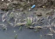 Kali Cideng Dibersihkan, Namun Ikan Sapu-sapu Masih Berkeliaran – Apa Penyebabnya?
