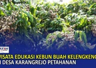 Kebun Kelengkeng Kedungweru: Destinasi Wisata Pertanian yang Bangkit dan Harapan Ekonomi Warga