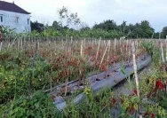 Krisis Tanaman Tada Hujan di Jeneponto: Petani Jerit Gagal Panen, Pemerintah Tak Berkata
