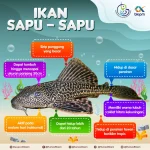 Mengungkap Bahaya Ikan Sapu-sapu: Dosen UNSRI Jelaskan Mengapa Tak Layak Dikonsumsi