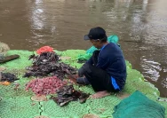 Pemkot Jakarta Selatan Terapkan Penanganan Ikan Sapu‑Sapu Sesuai Saran MUI, 5 Ton Tertangkap Hari Ini