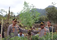 Polres Karo Bongkar Jaringan Ganja, Tangkap Empat Pria dan Temukan 75 Batang Tanaman