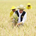 Potensi Pertanian Desa Bulurejo: Lumbung Padi & Palawija dari Lahan Subur Kebumen