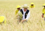 Potensi Pertanian Desa Bulurejo: Lumbung Padi & Palawija dari Lahan Subur Kebumen