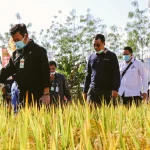 Produktivitas Pertanian Luwu Ditingkatkan: Rp120 Miliar Disalurkan untuk 13 Ribu Hektare Lahan