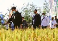 Produktivitas Pertanian Luwu Ditingkatkan: Rp120 Miliar Disalurkan untuk 13 Ribu Hektare Lahan