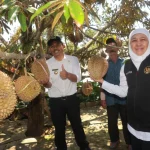 Sumanto Dorong Desa Gempolan Jadi Sentra Durian Gempolan dengan Inovasi Pertanian
