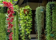 5 Pilihan Tanaman Hias Gantung Tanpa Tanah yang Cocok untuk Ruangan