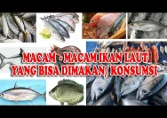 7 Ikan Terbaik untuk Dikonsumsi: Manfaat dan Tips Mengolahnya