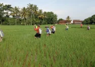 Anak Petani Pemalang Menembus Perusahaan Pangan Dunia