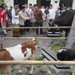 ASN Sungai Penuh Gelar Qurban Massal dengan 35 Ekor Sapi