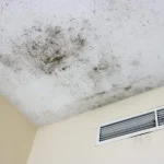 Bahaya Black Mold di Rumah: Penyebab dan Cara Mengatasinya
