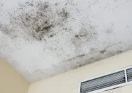 Bahaya Black Mold di Rumah: Penyebab dan Cara Mengatasinya