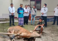Berkah Idul Adha di Mina'ul Falah Farm Podoluhur: Daging Kurban Dibagikan dengan Tradisional