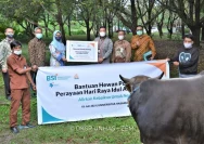 BSI Salurkan 24 Ribu Hewan Kurban Nasional: Membangun Ekonomi Kerakyatan dari Hulu hingga Hilir