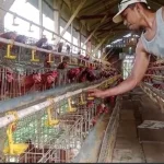 BUMDes Maguan Rembang Menghadapi Tantangan Fluktuasi Harga Pasar
