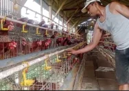 BUMDes Maguan Rembang Menghadapi Tantangan Fluktuasi Harga Pasar