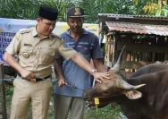 Bupati Albarra Serahkan Hewan Kurban untuk Iduladha di Mojokerto