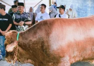 Bupati Barru Serahkan Sapi Kurban Banmas Presiden Prabowo Subianto untuk Warga Desa Nepo