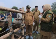 Bupati Jember: Hewan Kurban Aman dan Layak untuk Idul Adha