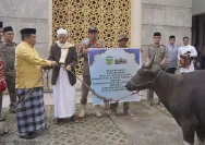 Bupati Luwu Utara Sambut Iduladha dengan Membagikan Hewan Kurban