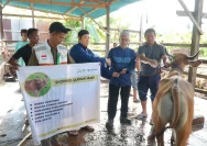 Camat dan Korwasis Madina Salurkan Sapi Kurban untuk Warga Siabu