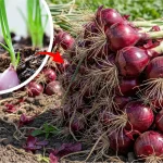 Cara Budidaya Bawang Merah yang Efektif dan Menguntungkan
