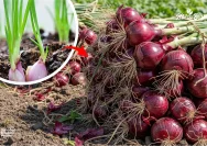 Cara Budidaya Bawang Merah yang Efektif dan Menguntungkan