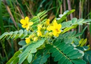 Daun Senna: Rahasia Herbal yang Membantu Pencernaan dan Kesehatan Usus Secara Alami
