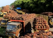 Ekspor CPO Satu Pintu Melalui Danantara: Ancaman bagi Petani Sawit Jambi