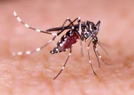 Golongan Darah O Lebih Disukai Nyamuk Aedes Aegypti: Fakta Ilmiah dan Cara Pencegahan