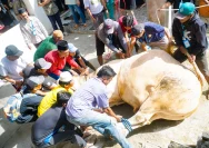 Gubernur Jateng Bantu Warga Terdampak Bencana dengan Sapi Kurban