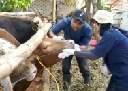 Hamzah Bagikan 2 Sapi dan 13 Kambing untuk Warga Dhuafa di Depok