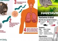 Hantavirus di Indonesia: Kenali Gejala dan Risiko yang Mengancam