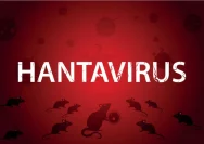 Hantavirus di Jakarta Tidak Berbahaya: Fokus pada Kebersihan dan Pencegahan