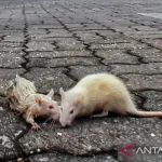 Hantavirus Indonesia: Kemenkes Imbau Warga Tingkatkan Kewaspadaan dan Jaga Kebersihan