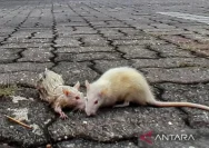 Hantavirus Indonesia: Kemenkes Imbau Warga Tingkatkan Kewaspadaan dan Jaga Kebersihan