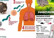 Hantavirus Meninggal di Jawa Barat: Apa Penyebab dan Cara Menghindarinya?