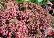 Harga Bawang Merah Terancam Anjlok: Petani dan Penebas di Kendal Waswas
