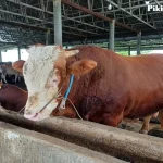 Harga Sapi Madura di Sampang Meningkat Menjelang Iduladha