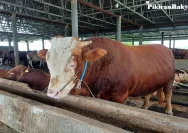 Harga Sapi Madura di Sampang Meningkat Menjelang Iduladha
