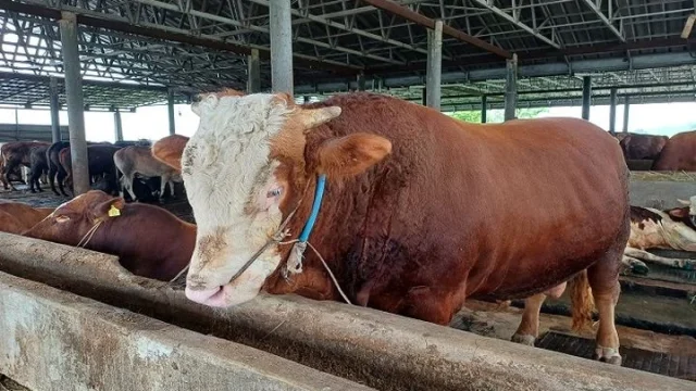 Harga Sapi Madura di Sampang Meningkat Menjelang Iduladha