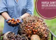 Harga Sawit Jambi Anjlok, Kementan Tindak Tegas PKS yang Melanggar Aturan
