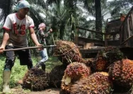 Harga Sawit Jambi Turun Lagi, Petani Mulai Khawatir
