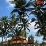 Hari Baik untuk Menanam Kelapa di Bali: Panduan Wariga 28 Mei 2026