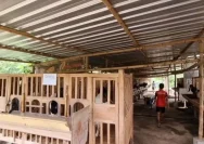 Hotel Kambing di Kudus: Tempat Perawatan Kambing Sebelum Iduladha