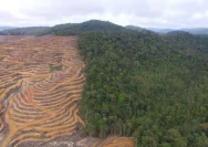 Hutan Papua dalam Kondisi Kritis: Apa Punya Jadi?