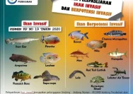 Ikan Invasif: Ancaman Baru bagi Ekosistem Perairan Indonesia di 2026